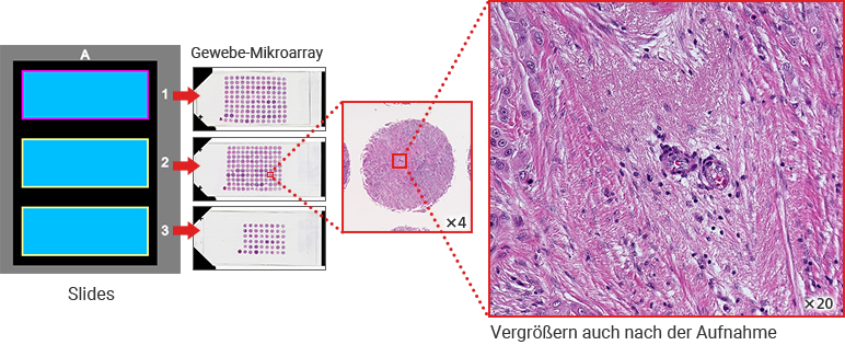 Schneller Scan von kompletten Slides und Mikroarrays
